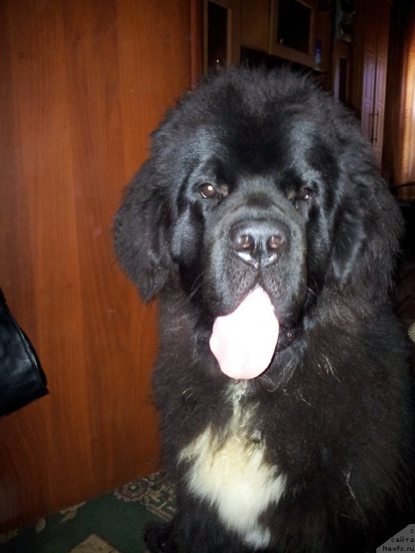 Фото: ньюфаундленд Дак Прайд Ван Гог (Dark Pride Van Gogh)