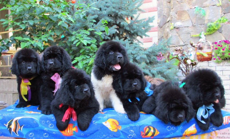 Фото: Слева направо, ньюфаундленд Гуест Фром Зе Футуре, ньюфаундленд Голден Стар Дреам, ньюфаундленд Гем Оф Юниверс, ньюфаундленд Грейт Милки Вей, ньюфаундленд Гифт оф Хэвен, ньюфаундленд Гарден Оф Зе Старс, ньюфаундленд Глянц Оф Кометс