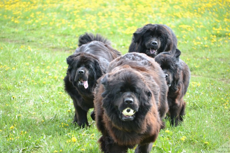 Фото: ньюфаундленд Уильям Наследник Трона, ньюфаундленд Симбад Покоритель Морей, ньюфаундленд Скарлет О'Хара, ньюфаундленд Нефертити Красавица Грядет