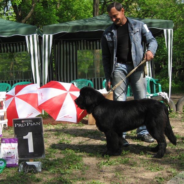 Фото: ньюфаундленд Ласковая Волна с Берега Дона (Laskovaya Volna s Berega Dona)