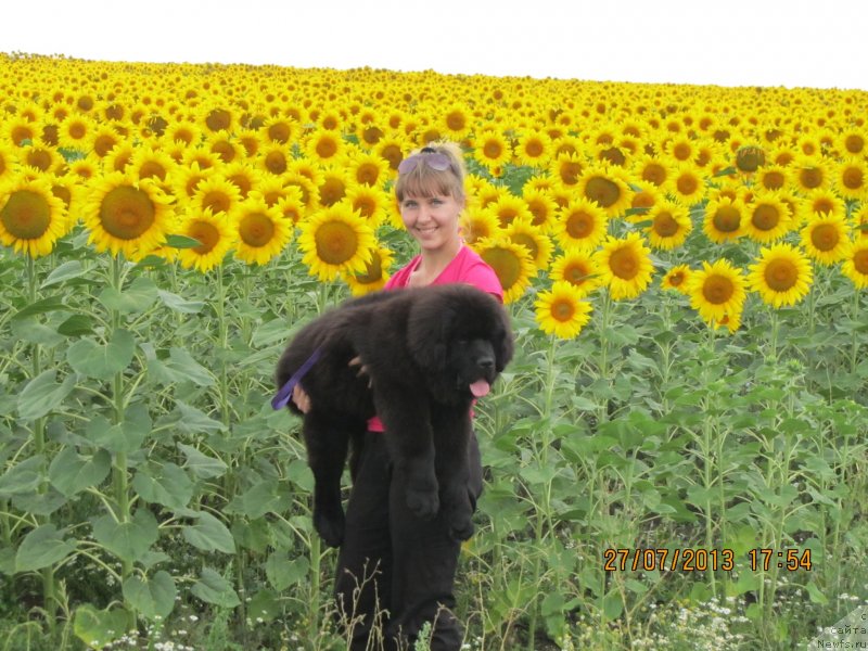 Фото: Ольга Иванова, ньюфаундленд Ньюфорт Шум Прибоя
