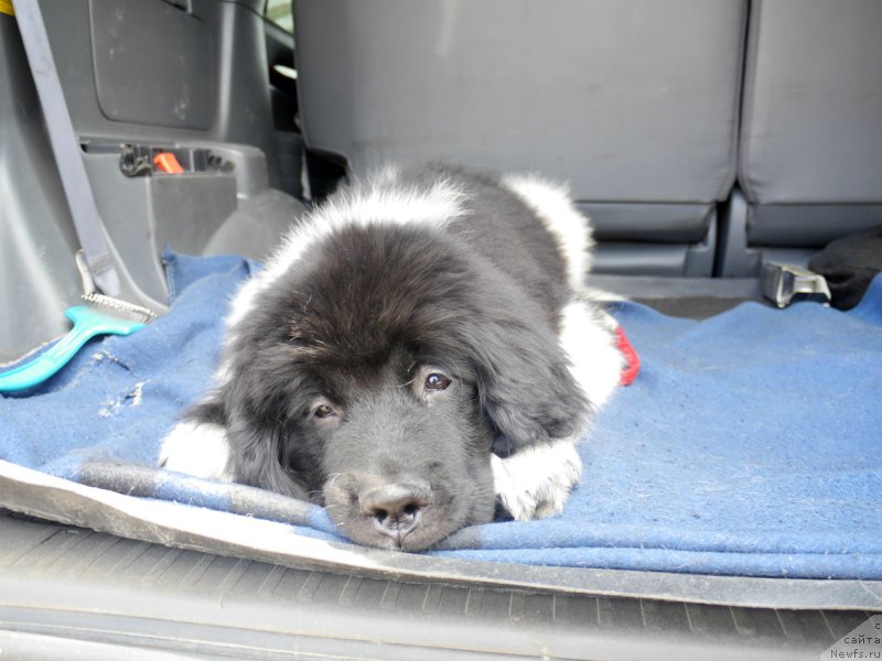 Фото: ньюфаундленд Аквиан Сонг Касатка, ньюфаундленд Аквиан Сонг Касатка