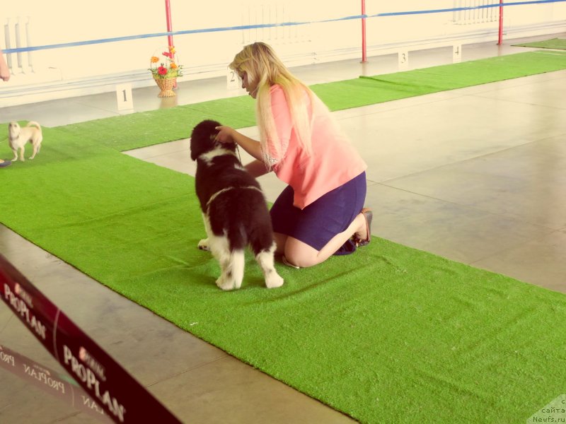 Фото: ньюфаундленд Аквиан Сонг Касатка