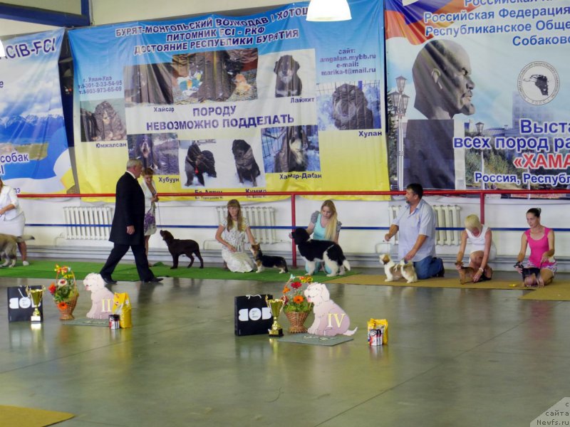 Фото: ньюфаундленд Аквиан Сонг Касатка