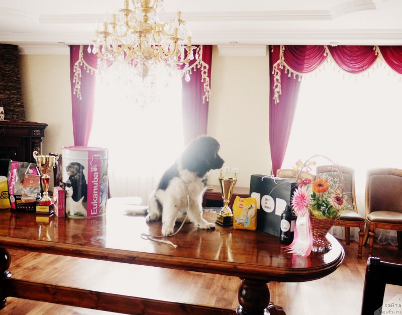 Фото: ньюфаундленд Аквиан Сонг Касатка