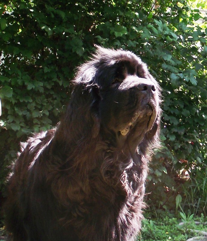 Фото: ньюфаундленд Velyke Malyatko Yasnooka Pannochka