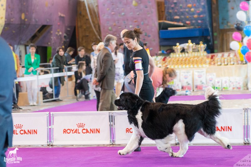 Фото: ньюфаундленд Супер Премиум Зиппи Сенсейшен