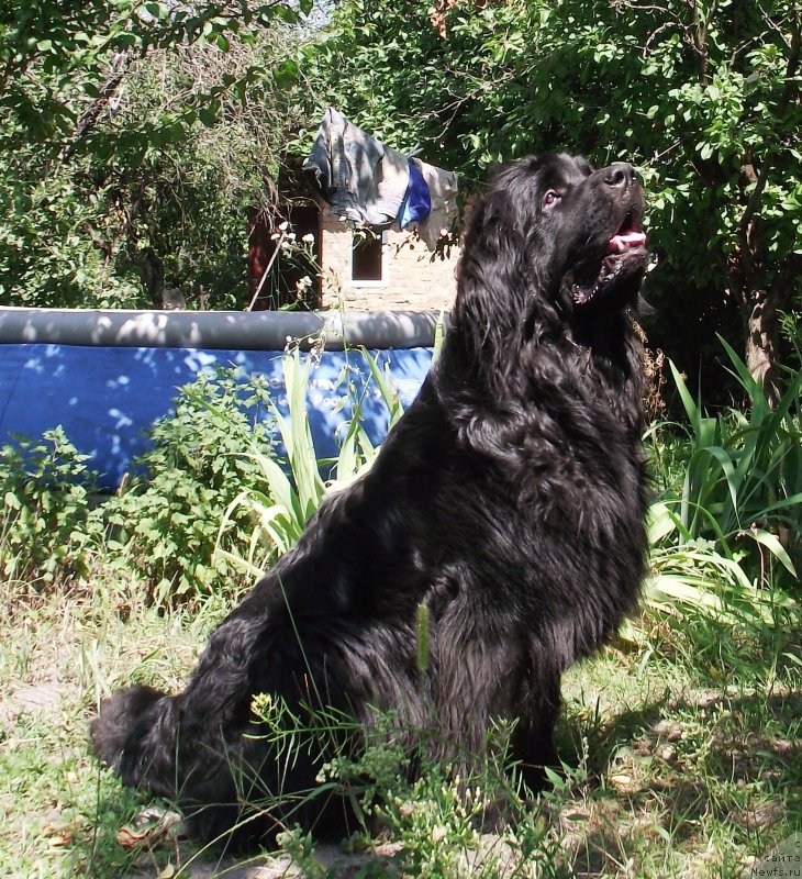 Фото: ньюфаундленд Velyke Malyatko Yasnooka Pannochka