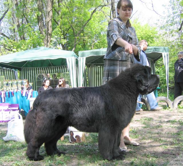 Фото: ньюфаундленд Лунная Соната из Племени Кедра