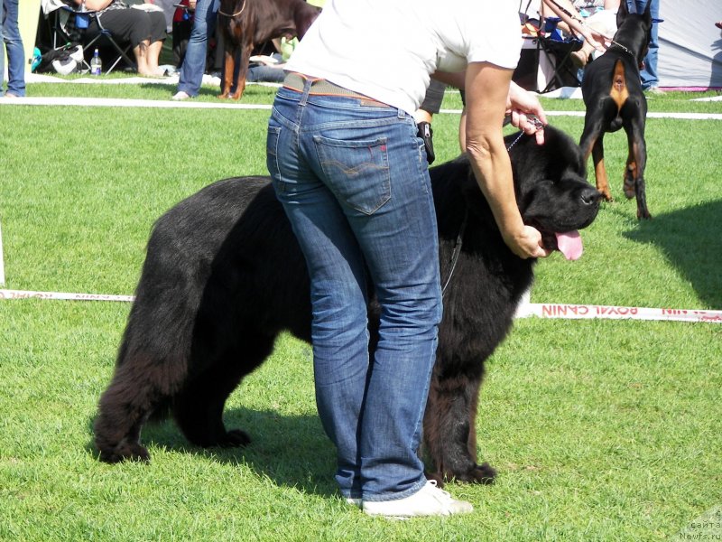 Фото: ньюфаундленд Lasydogs Wizard of Oz