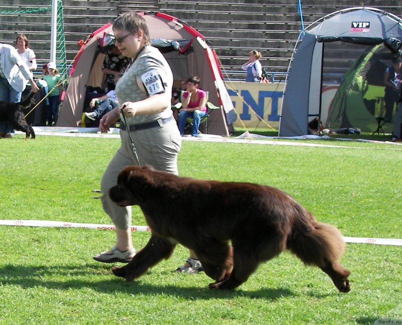 Фото: ньюфаундленд Акватория Келвин Хизер Хани (Aquatoriya Kelvin Heather Honey), Екатерина Бенкен