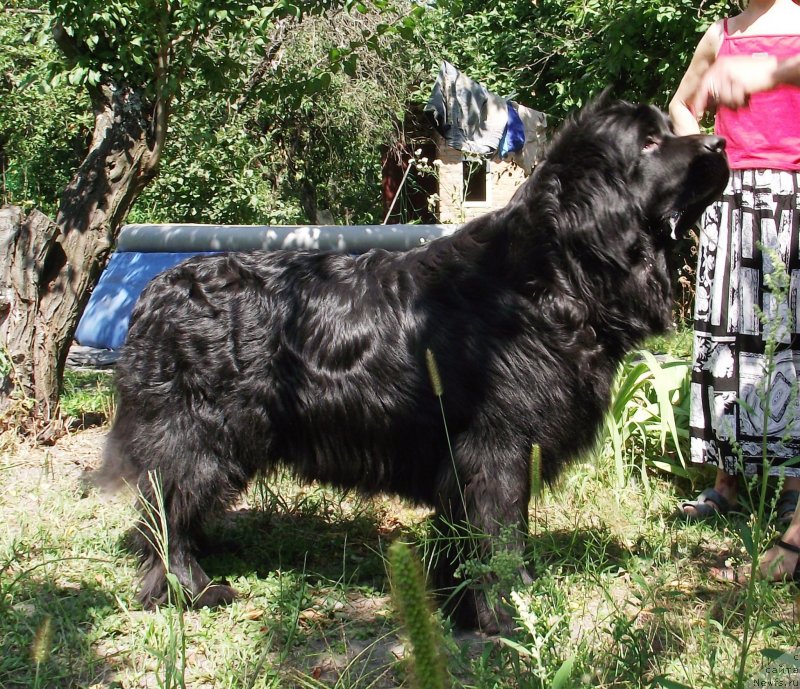 Фото: ньюфаундленд Velyke Malyatko Yasnooka Pannochka