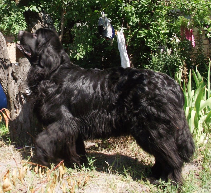 Фото: ньюфаундленд Velyke Malyatko Yasnooka Pannochka