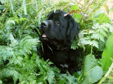 Фото: ньюфаундленд Жребий Удачи от Тори