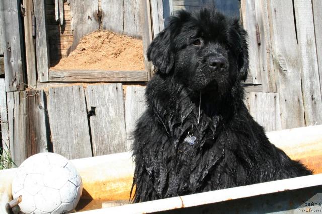 Фото: ньюфаундленд Усатый Нянь Тимоша