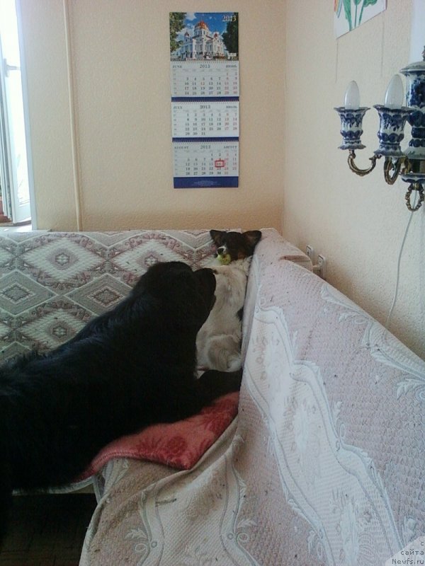 Фото: ньюфаундленд Изящный Франт