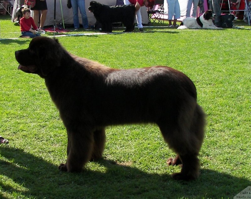 Фото: ньюфаундленд Акватория Келвин Хизер Хани (Aquatoriya Kelvin Heather Honey)