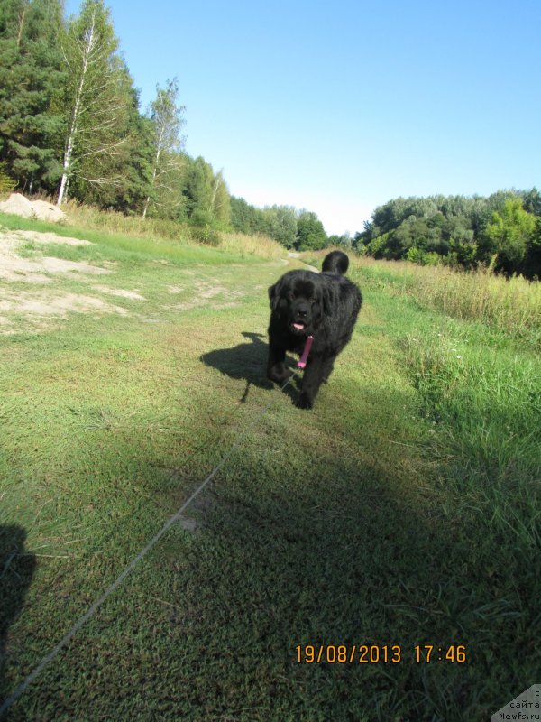 Фото: ньюфаундленд Чинуа Декам Лаки Дэвил