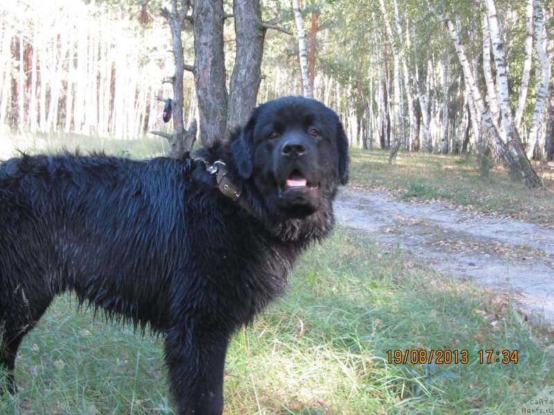 Фото: ньюфаундленд Чинуа Декам Лаки Дэвил