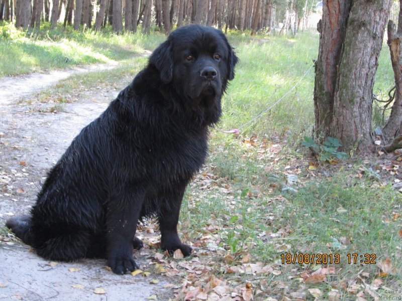 Фото: ньюфаундленд Чинуа Декам Лаки Дэвил