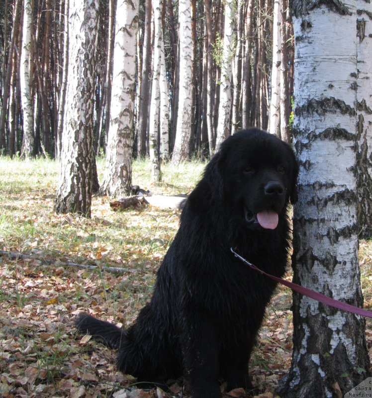 Фото: ньюфаундленд Чинуа Декам Лаки Дэвил