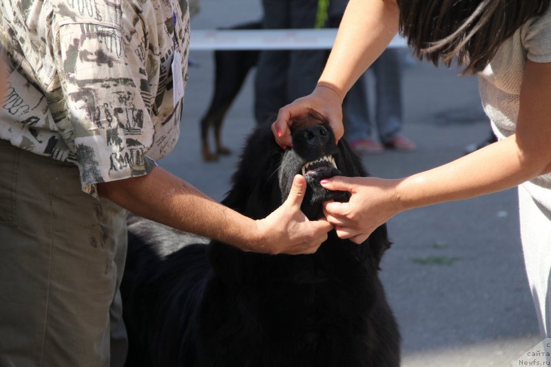 Фото: ньюфаундленд Бегущая по Волнам Хаста ла Виста (Beguschaya po Volnam Hasta la Vista)