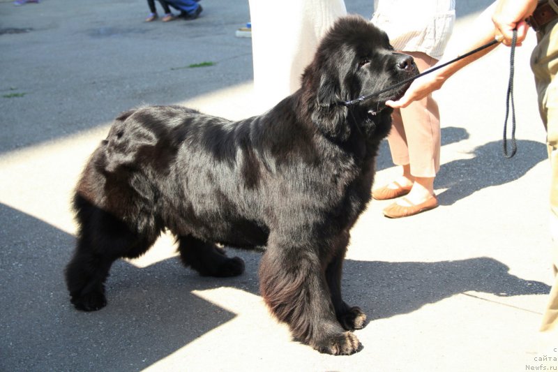 Фото: ньюфаундленд Бегущая по Волнам Хаста ла Виста (Beguschaya po Volnam Hasta la Vista)