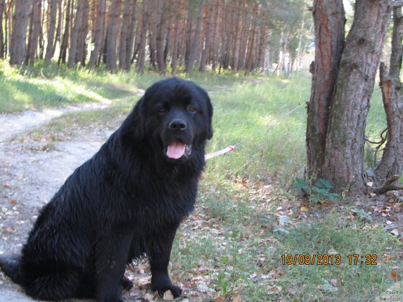 Фото: ньюфаундленд Чинуа Декам Лаки Дэвил