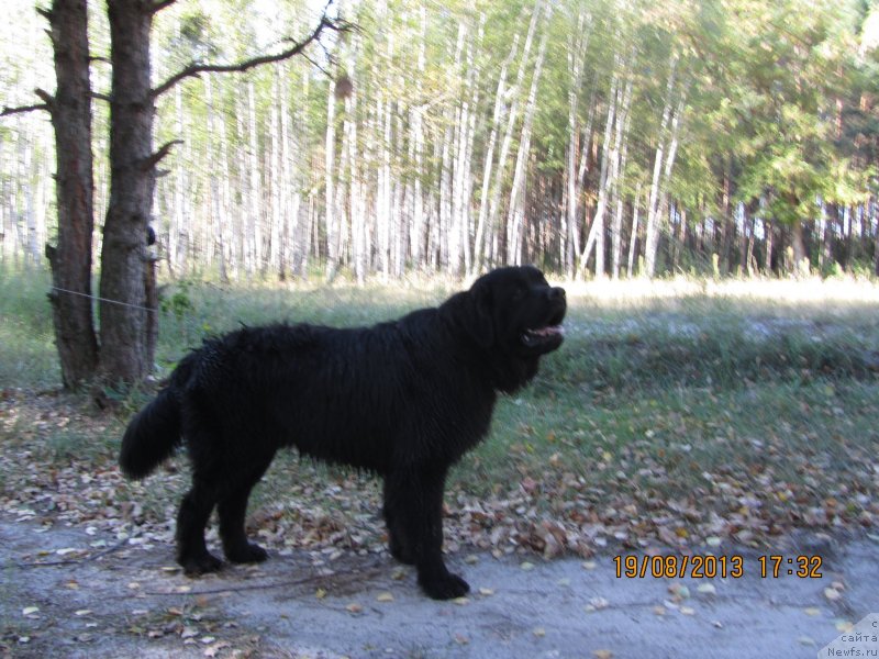 Фото: ньюфаундленд Чинуа Декам Лаки Дэвил