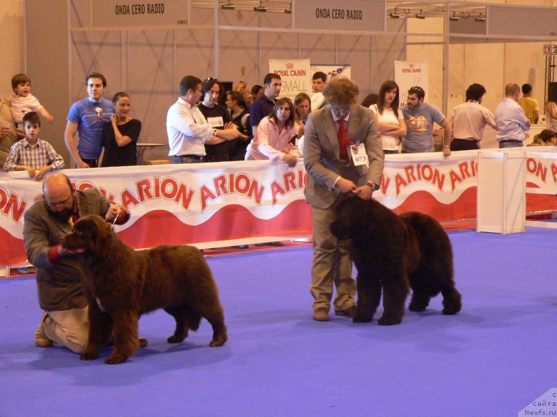Фото: ньюфаундленд Акватория Келвин Хеппи Дель Валле Ларго (Aquatoriya Kelvin Happy Del Valle Largo)