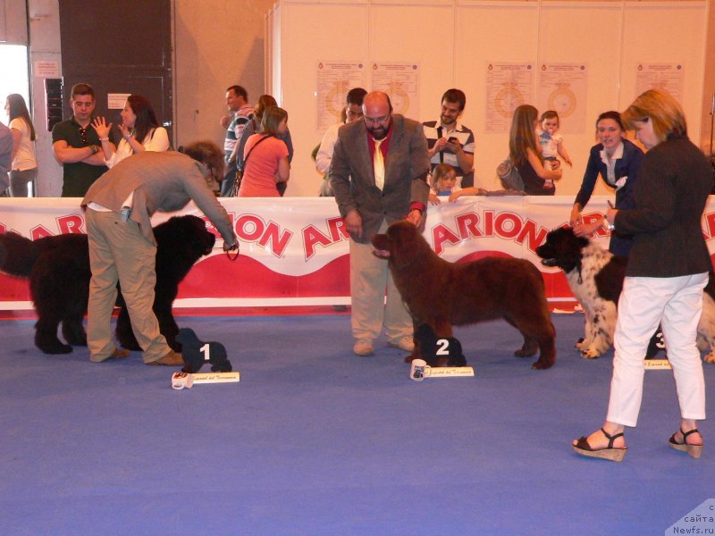 Фото: ньюфаундленд Акватория Келвин Хеппи Дель Валле Ларго (Aquatoriya Kelvin Happy Del Valle Largo)