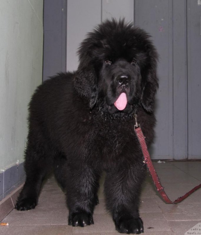 Фото: ньюфаундленд Черная Мафия Муч Соугхт (Chernaya Mafia Much Sought)
