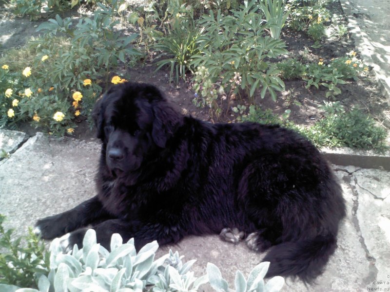 Фото: ньюфаундленд Арна (Arna)