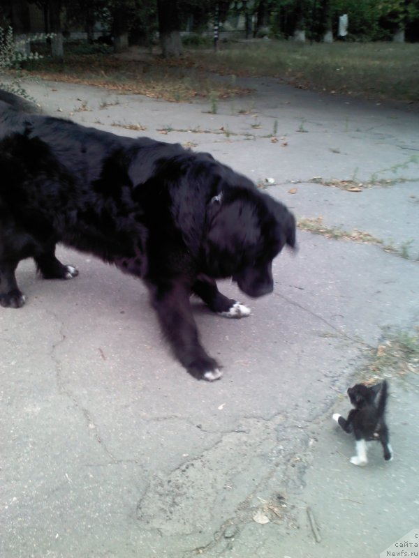 Фото: ньюфаундленд Арна (Arna)