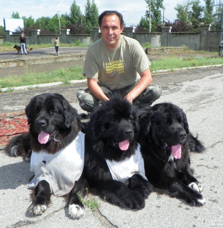 Фото: ньюфаундленд Арна (Arna)