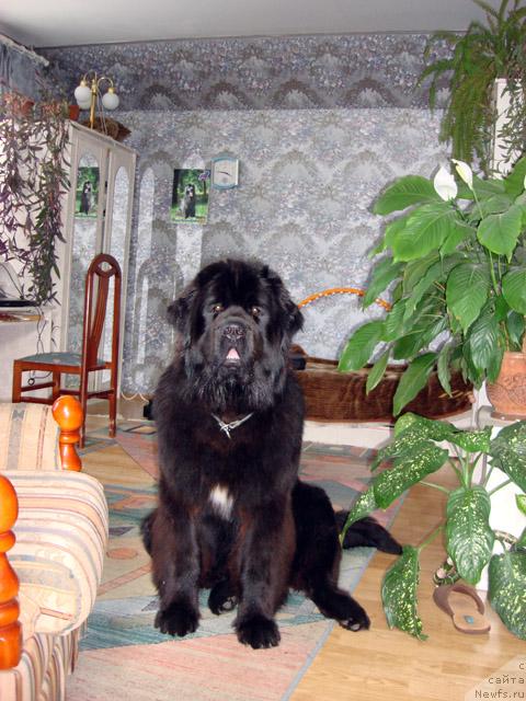 Фото: ньюфаундленд Потап Фидель