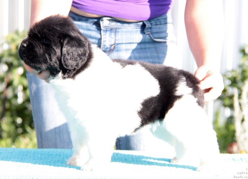 Фото: ньюфаундленд Аквиан Сонг Монтана