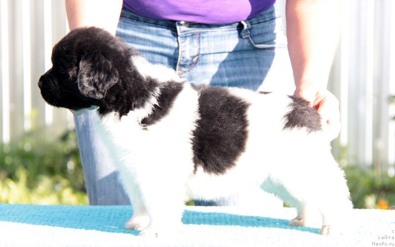 Фото: ньюфаундленд Аквиан Сонг Марио