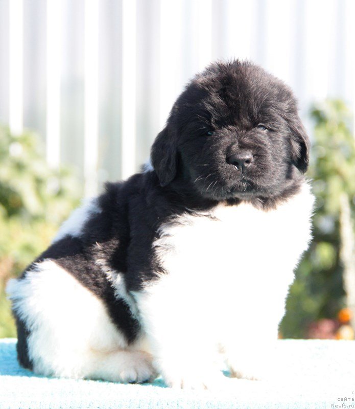 Фото: ньюфаундленд Аквиан Сонг Марио