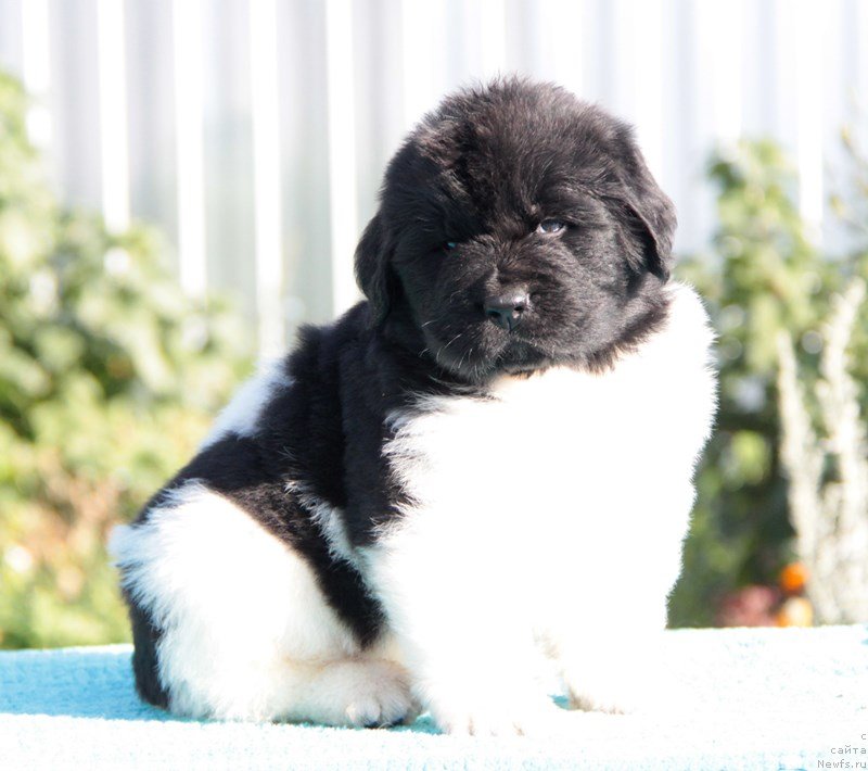 Фото: ньюфаундленд Аквиан Сонг Марио