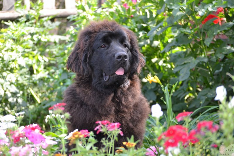 Фото: ньюфаундленд Акватория Келвин Шарлиз (Aquatoriya Kelvin Sharliz)