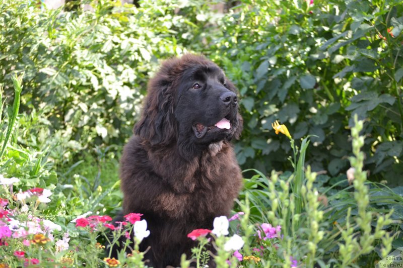 Фото: ньюфаундленд Акватория Келвин Шарлиз (Aquatoriya Kelvin Sharliz)