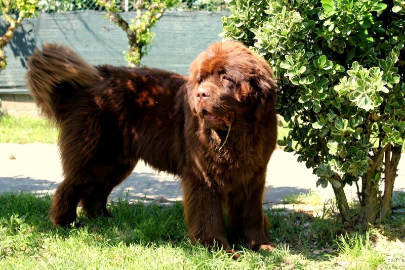 Фото: ньюфаундленд Фартовая Фишка с Берега Дона (Fartovaya Fishka s Berega Dona)