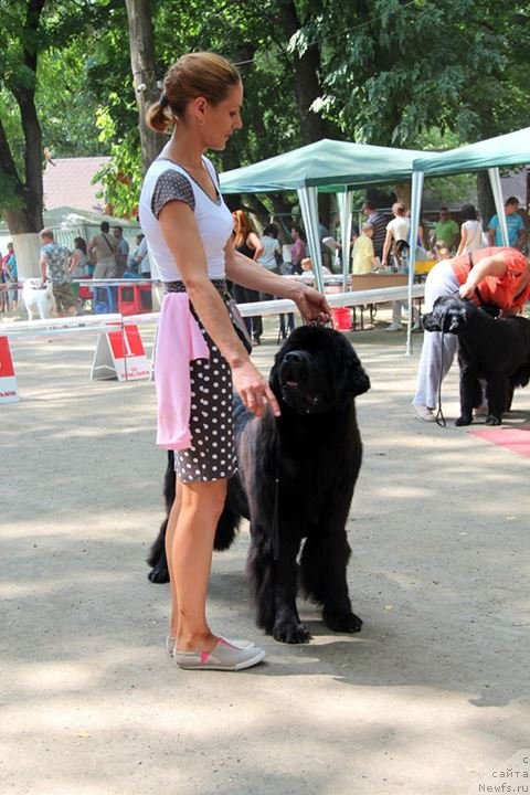 Фото: ньюфаундленд Альфа Таури Династия Совершенства (Аlpha Tauri Dinastiya Soverchenstva), ньюфаундленд Альфа Таури Династия Совершенства (Аlpha Tauri Dinastiya Soverchenstva)