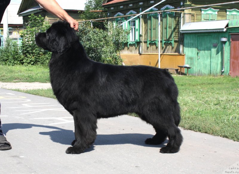 Фото: ньюфаундленд Супер Премиум Жани Моник