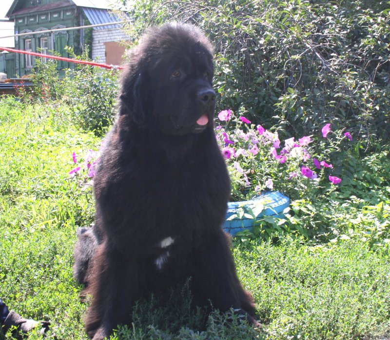 Фото: ньюфаундленд Супер Премиум Жани Моник