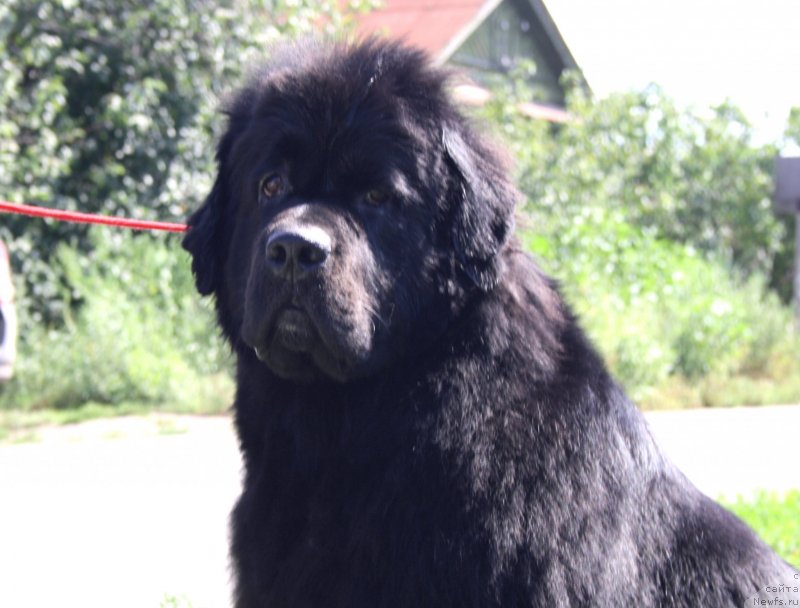 Фото: ньюфаундленд Супер Премиум Жани Моник