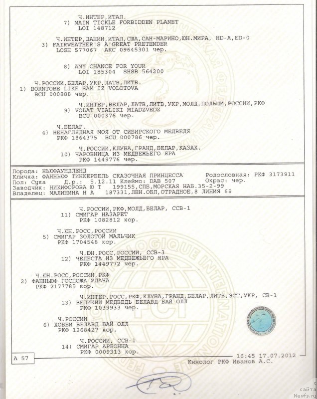 Фото: ньюфаундленд Фанньюф Тинкербель Сказочная Принцесса