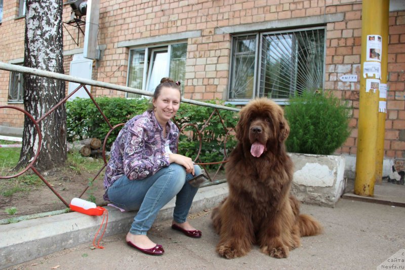 Фото: ньюфаундленд Бархатка Роскошная, Алена.