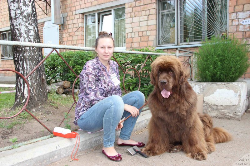 Фото: ньюфаундленд Бархатка Роскошная, Алена.